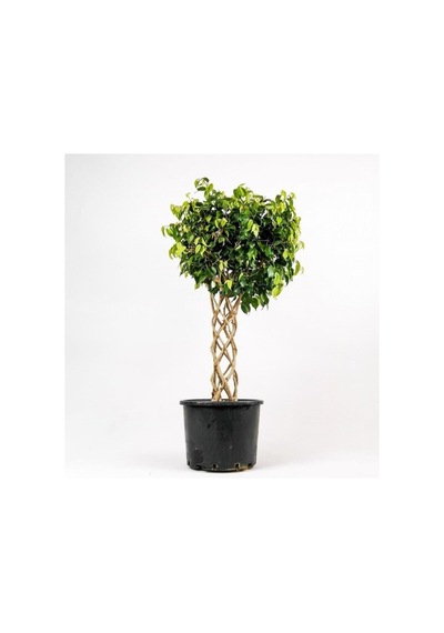 Ficus Benjamin Bitkisi Kafes Örgülü 100-120cm