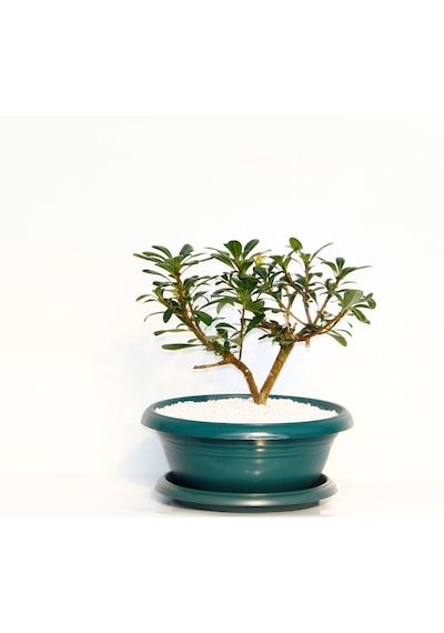 Bonsai Pitosporum Yıldız Çalısı - 7 Yaşında Yeşil Saksı