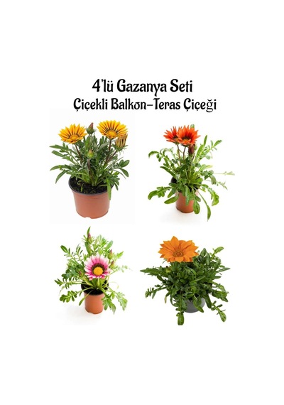 Sarı+kırmızı+pembe+turuncu Gazanya Çiçeği 4 Adet Saksılı 10-20cm Balkon Çiçeği