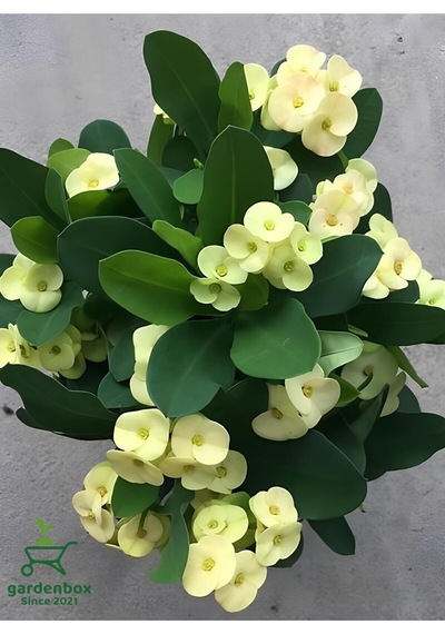 Sarı Dikenler Tacı Kaktüsü 1 Adet 15-25cm Euphorbia Milii