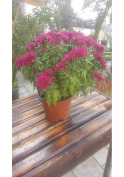 Kasımpatı Krizantem, Chrysanthemum Çiçeği Pembe 10-20 Cm