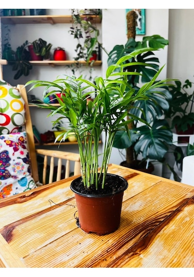 Dağ Palmiyesi - Chamaedorea Elegans - 25cm 6299