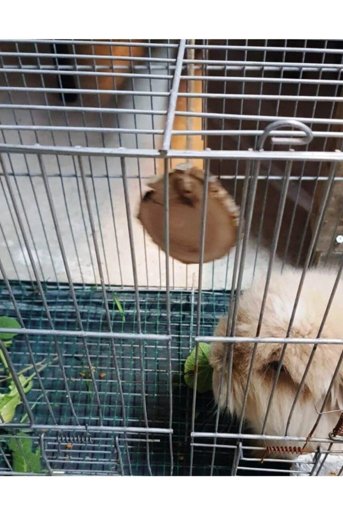 Hamster - Tavşan Kemirme Oyuncağı 3 Adet