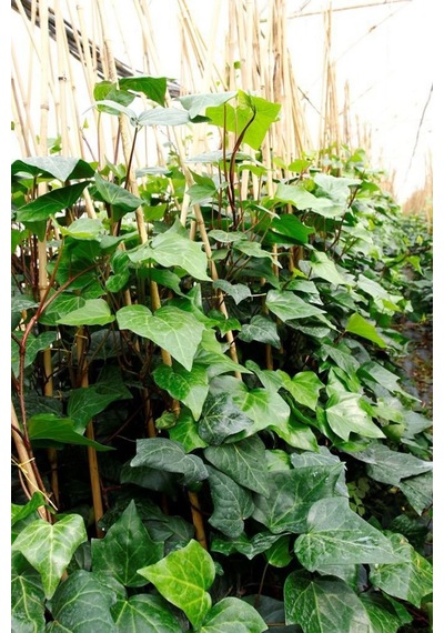 Hedera Orman Sarmaşığı 1.5 Metre