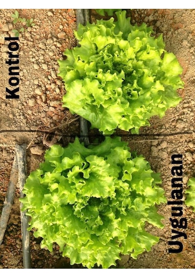 Agroege Bosteer Sülfasit - Toprak Ph Düzenleyici 20 Litre