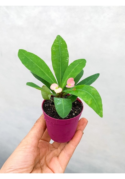 Videolu 1 Adet Mini Pembe Çiçekli Dikenler Tacı Çiçeği 5-15 Cm Saksılı Çiçekli Bodur Euphorbia Milii
