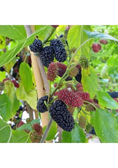 Mojo Berry Siyah Bodur Dut Fidanı 1-2 Yaş