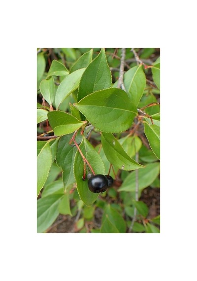 Aronya Fidanı Aronia Berry 10-20 Cm