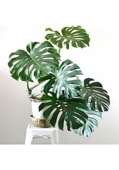 Videolu 1 Adet Deve Tabanı Çiçeği 30-60 Cm Saksılı Iç Mekan Bitkileri Monstera