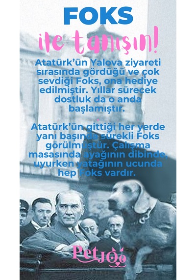 Petjoo 29.Foks Pembe-Mavi Qr'lı Köpek Künyesi