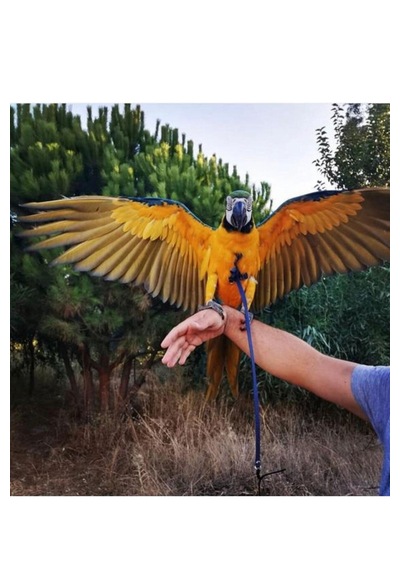 Macaw Ve Pakistan İskender Papağan Tasması - Ayarlanabilir
