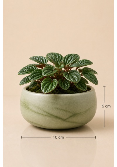 Oliva Bowl - Dekoratif Beton Saksı