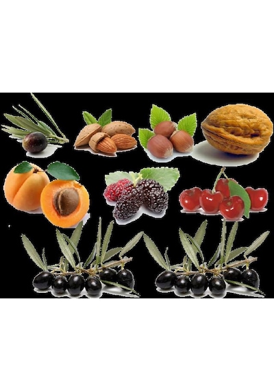 Baseh Flap Çubuklu Zeytin Hasat Makinesi Tırpan Ucu Zeytin Hasat
