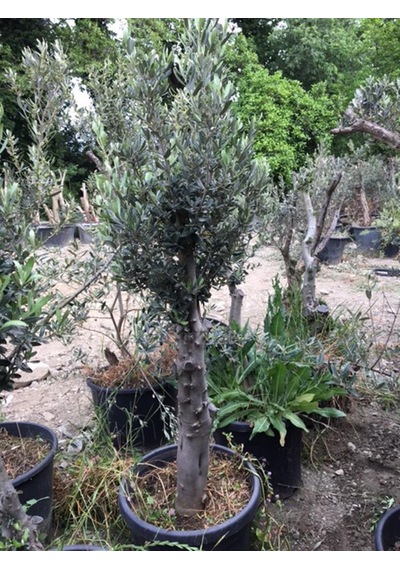 10-15 yaş Gemlik Zeytin Ağacı boy 120-150 cm
