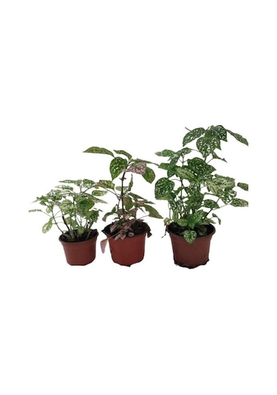 Fittonya Hostes Çiçeği Yeşil Yaprak Beyaz Benek 10-20 Cm