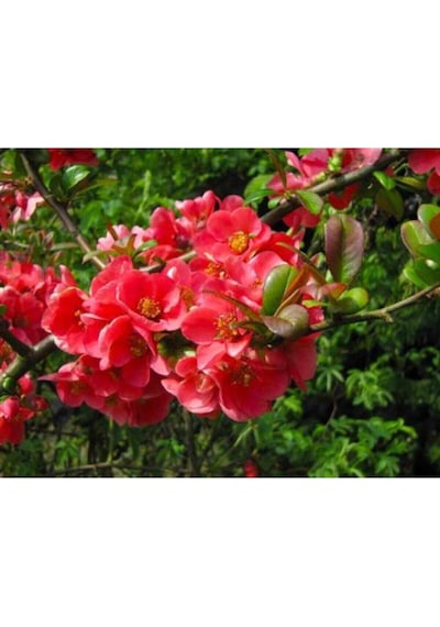 Videolu Pembe Bahar Dalı Çiçeği Fidanı 40-60 Cm Saksılı Çiçekli Bodur Spring Branch Flower