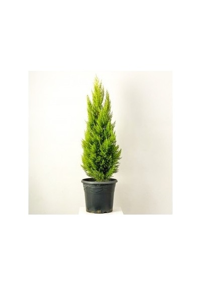 Limon Çamı Servi Fidanı 10-20 Cm