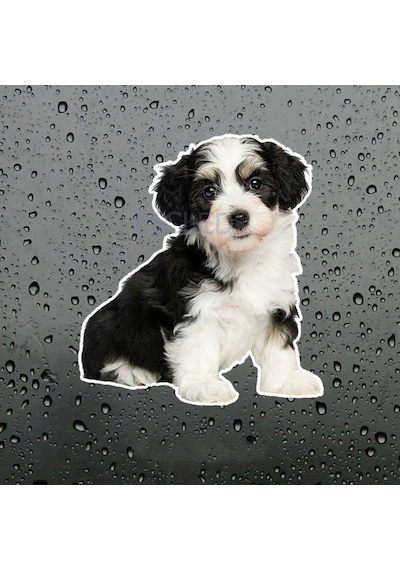 Collie Köpek Araba Sticker Su Geçirmez Model 1