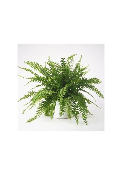 Serada Decor & Plant Serada Decor&plant Aşk Merdiveni Fujer Nephrolepis Makrome Saksıda Ev Bitkisi Ofis Canlı