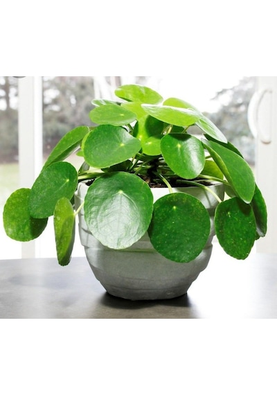 Pilea Peperomioides - Para Bitkisi 20-40 cm