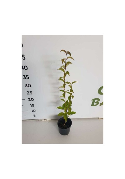 Ligustrum Fidanı 10-20 Cm