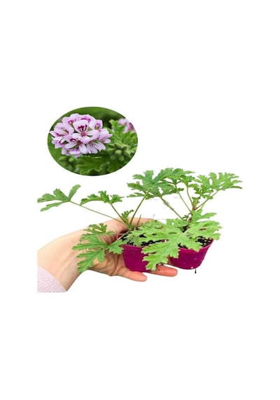 Bahçe Seti Itır+ Mezem 5-15 Cm Saksılı Dış Mekan Bitkileri