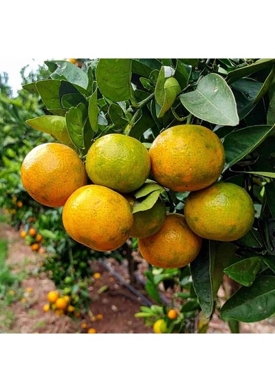 3 Yaş Okitsu Mandalina Fidanı