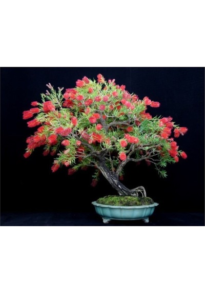 Bodur Callistemon Bonzai Ağacı Ekim Seti 5 Adet Tohum Saksı Toprak Kombin