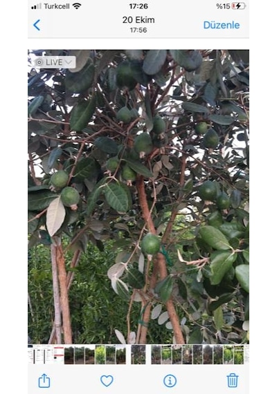 7 yaş meyve veren Saksıda Feijoa (kaymak Ağacı) Fidanı 200 +Cm Boy