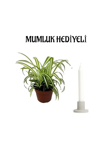 Anneler Gününe Özel Hediyelik Kurdele Çiçeği Mumluk Hediyeli Ofis Bitkisi