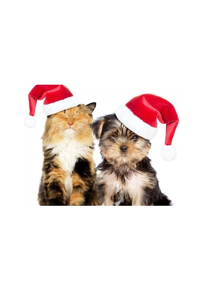 Max Orta Irk Köpeklere Uygun Noel Şapkası