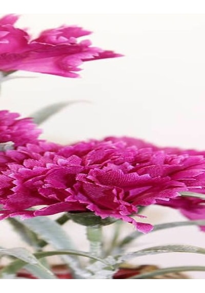 Videolu 1 Adet Kokulu Pembe Karanfil Çiçeği 20-30 Cm Tüplü Çiçekli Bodur Bitkiler Carnation