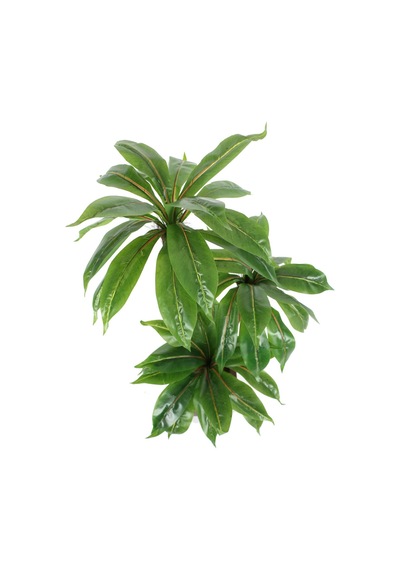 Bodur Yapay Ağaç Cordyline 105 Cm Model 2