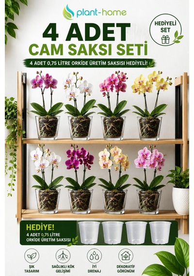 4 Adet Cam Orkide Saksısı Seti Şeffaf Dekoratif Cam Saksı + 4 Adet 0,75 Litre Orkide Üretim Saksısı Hediyeli