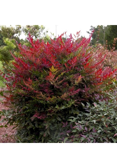 Bahçevilya 2 Yaşında Tüplü Nandina Cennet Bambusu Fidanı