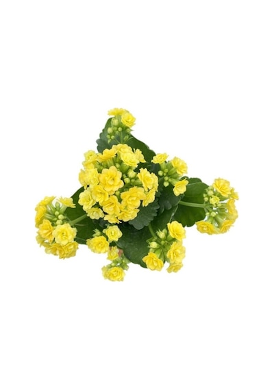 Yellow Kalanchoe Seedling Sarı Kalanchoe Fidanı Kalanşo 10-20 Cm