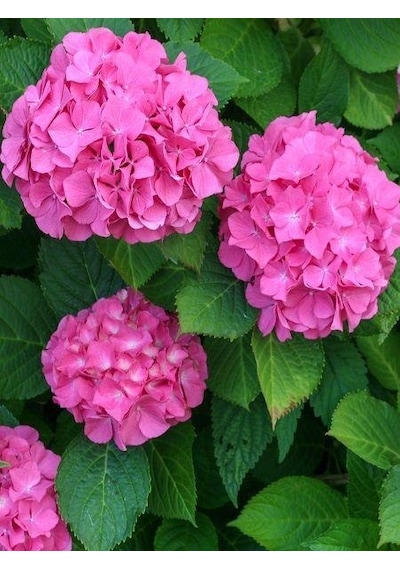 Hydrangea Macrophylla Pembe Ortanca Fidanı 10-30 Cm