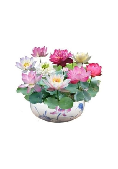 5 Adet Nadir Uzak Doğu Lotus Çiçeği Tohumu, Kutsal Karışım
