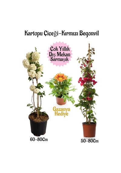Kartopu Çiçeği 1 Adet +kırmızı Begonvil 1 Adet+ Sarı Gazanya Hediyeli Saksılı Bahçe Seti