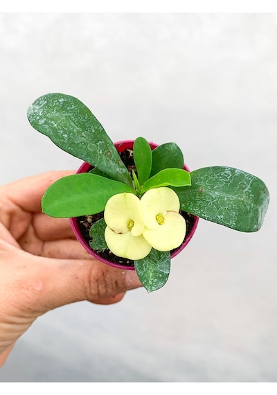 Sarı Çiçekli Dikenler Tacı Euphorbia Milii Mini Saksıda