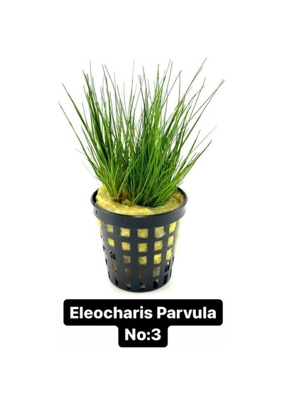 Eleocharis Parvula No:3