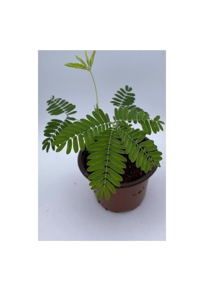 Küstüm Çiçeği Fidesi Fidanı 10-20 Cm