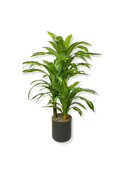 Dracaena Fragrans 3 Gövde Yapay Ağaç 160 Cm Gold Kemerli Beyaz 30x30 Saksı
