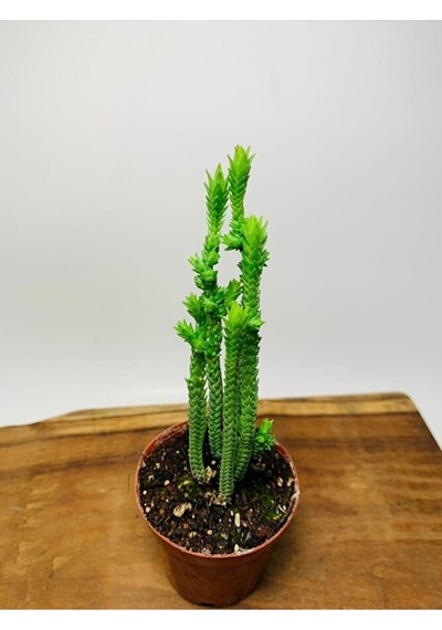 Crassula Muscosa Variegata Prenses Çamı Beyaz Pembe Tür