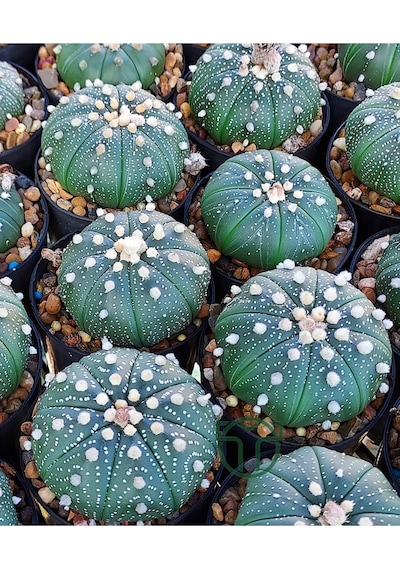 Astrophytum Asterias Serisi 1 Adet Nadir Koleksiyon Kaktüs 5.5 Cm Kahverengi Saksıda