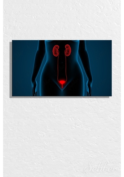 İnsan İdrar Sistemi Böbrekler Ve Mesane Anatomisi 3d İllüstrasyon Yatay Kanvas Tablo Tekli 3556
