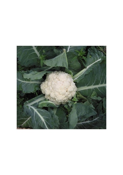 Karnabahar Tohumu Çoklu - 5 Gram