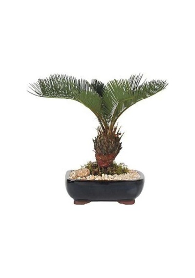 10 Adet Tohum Saksılık Bonsai Rabusta Palmiye Bitki Tohumu Yeni Mahsul Palmiye Tohumu Saksı Toprak