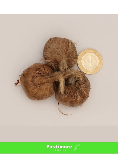 Premium Dikime Hazır Yerli Üretim Büyük Boy 1. Kalite Safranbolu Safran Bitkisi Soğanı
