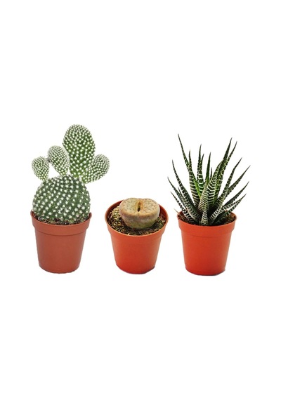 Sukulent Kaktüs Set 3 Adet Mini Saksılı 009